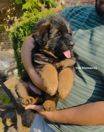 pedigreed German shepherd long coat puppies / pedigreed puppy| Gsd dog