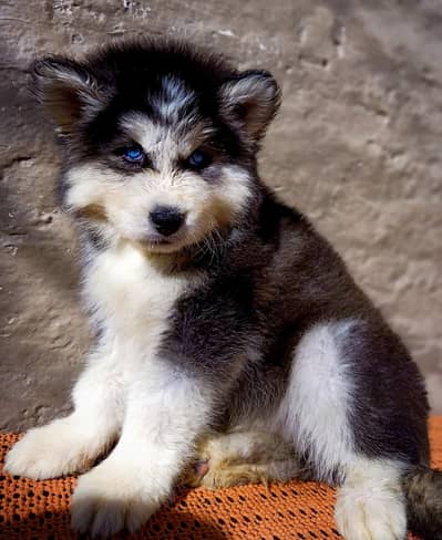 Siberian Huskies top notch quality wattsapp 03294018736.