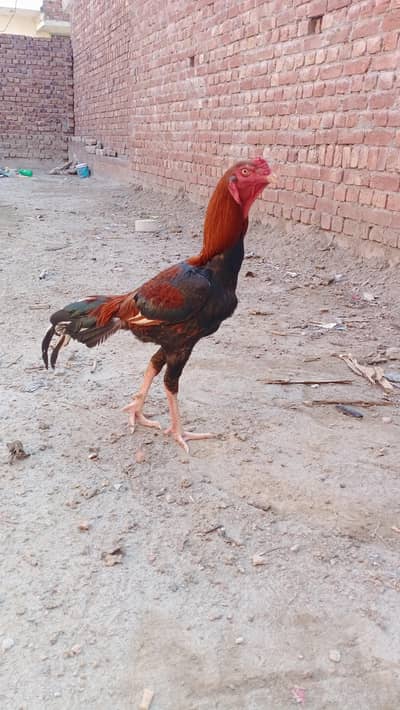 Pair Aseel roster and hen for sale.