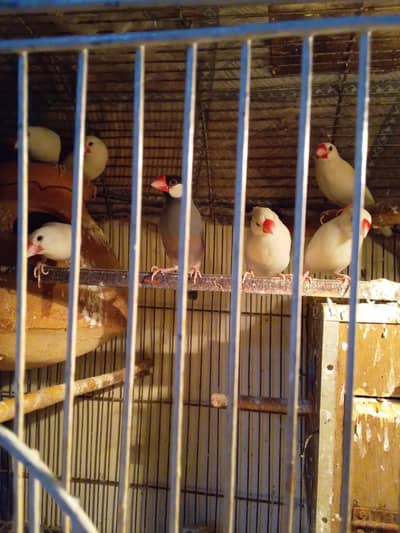 Birds Available for sale