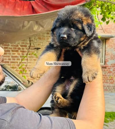 Pedigreed German shepherd puppies | Long coat female | GSD dog | puppy