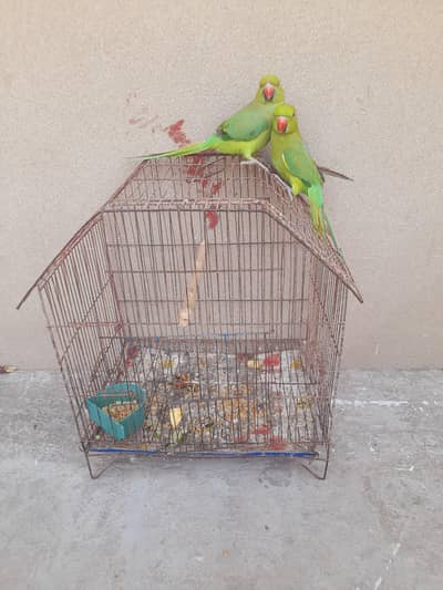 self pair 16k xtra chiks baby pr piece 4k