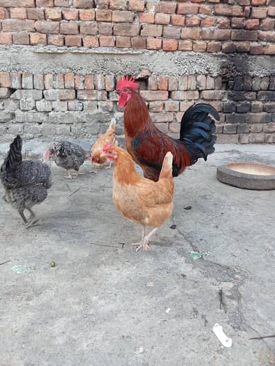 1 rooster and 6 hens complete set 5 eggs daily