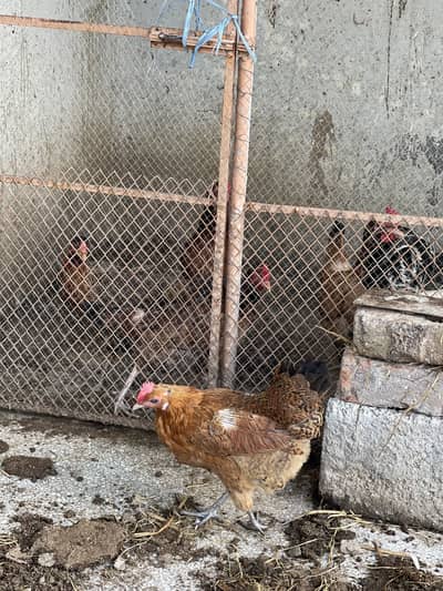 Hens for sale