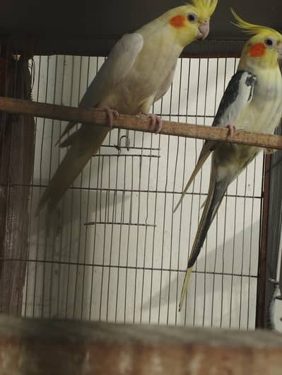 Cockatiel Cocktail Lovebird Budgie