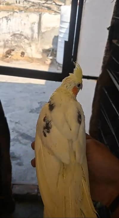 hand tame and hand feed cockatiel