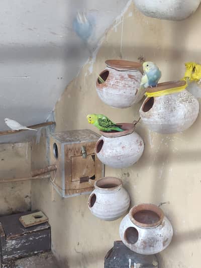 red eye . black . eye pair salle