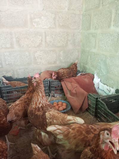 age 8 month about fully vaccinated