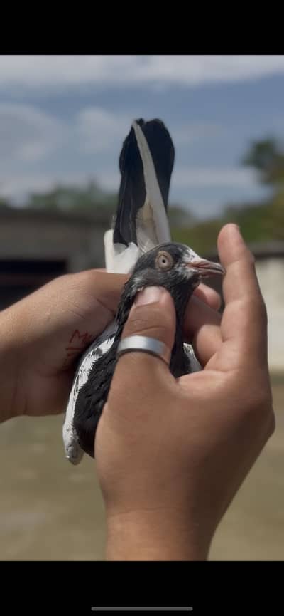 Kaly tedy ,Ali waly ,Golden, or teddy kaboter ha