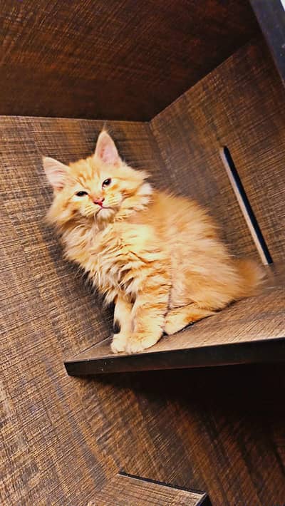 Ginger Persian Male Cat