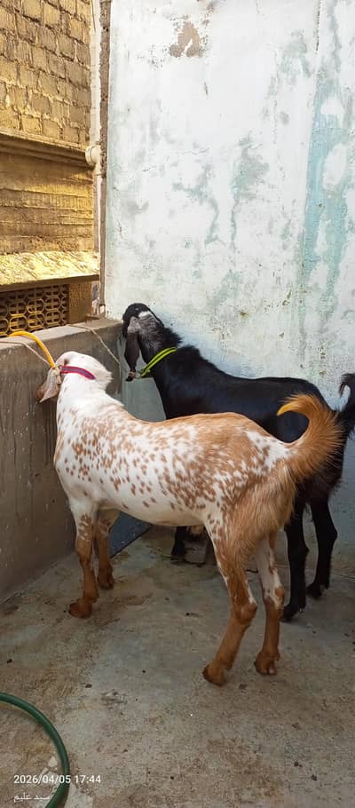 2 Dant Munda Andu bakra