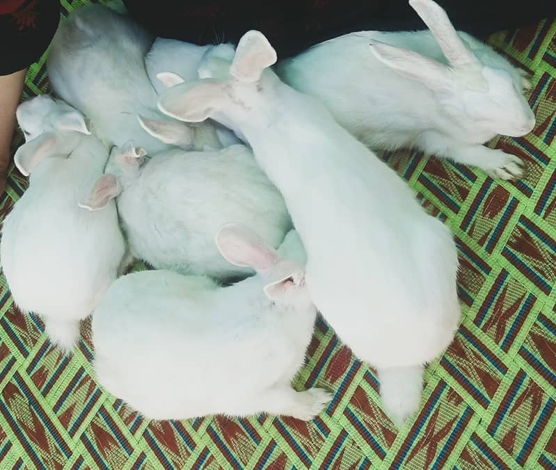 "سفید اور سرخ آنکھوں والے خوبصورت خرگوش برائے فروخت"  0