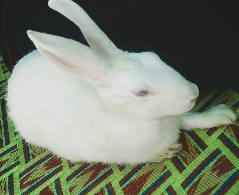 "سفید اور سرخ آنکھوں والے خوبصورت خرگوش برائے فروخت"  1