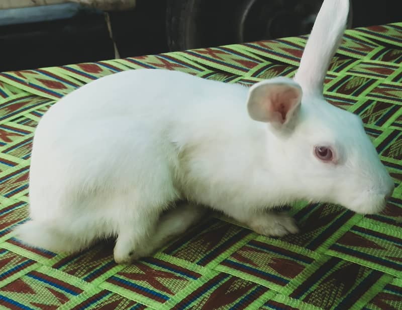 "سفید اور سرخ آنکھوں والے خوبصورت خرگوش برائے فروخت"  2