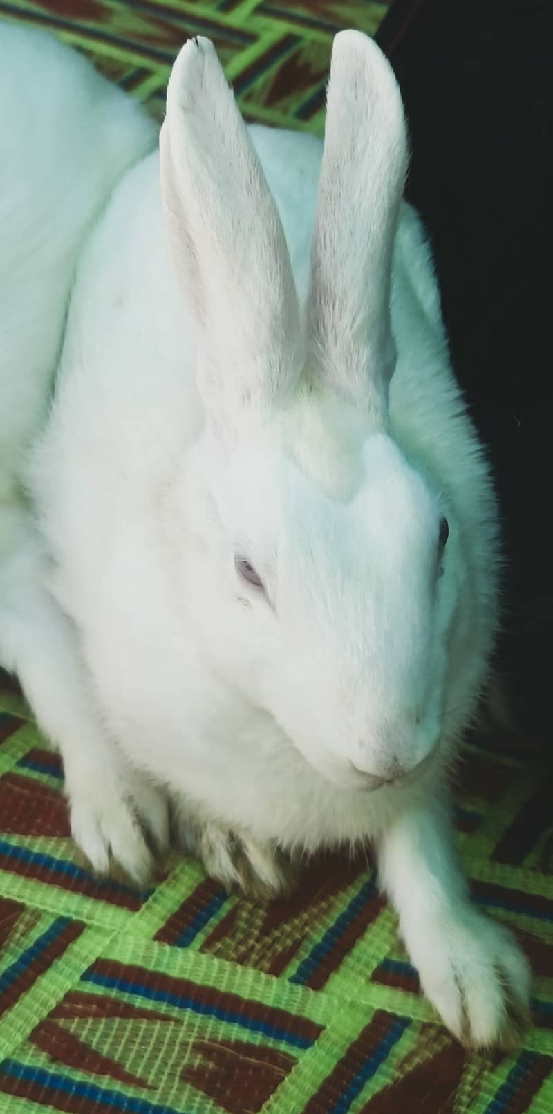 "سفید اور سرخ آنکھوں والے خوبصورت خرگوش برائے فروخت"  3