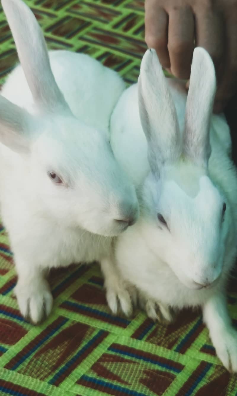 "سفید اور سرخ آنکھوں والے خوبصورت خرگوش برائے فروخت"  4