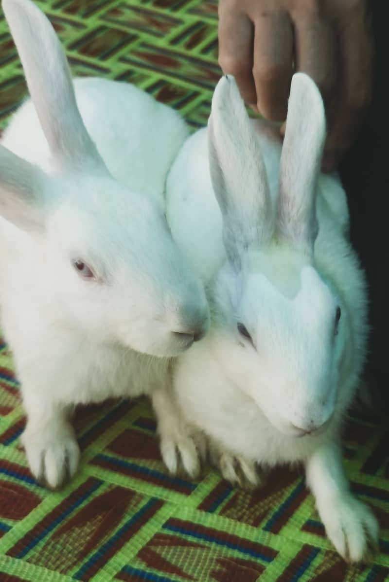 "سفید اور سرخ آنکھوں والے خوبصورت خرگوش برائے فروخت"  5