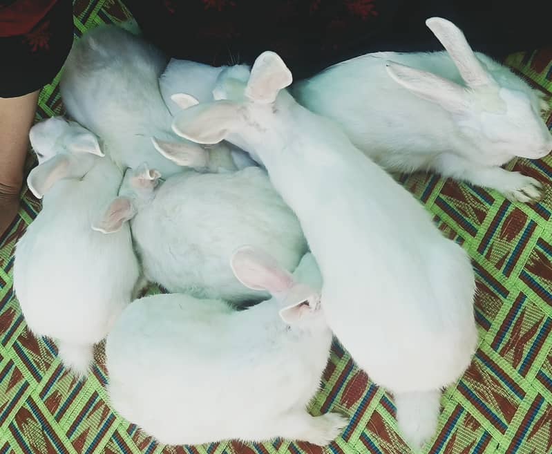 "سفید اور سرخ آنکھوں والے خوبصورت خرگوش برائے فروخت"  6
