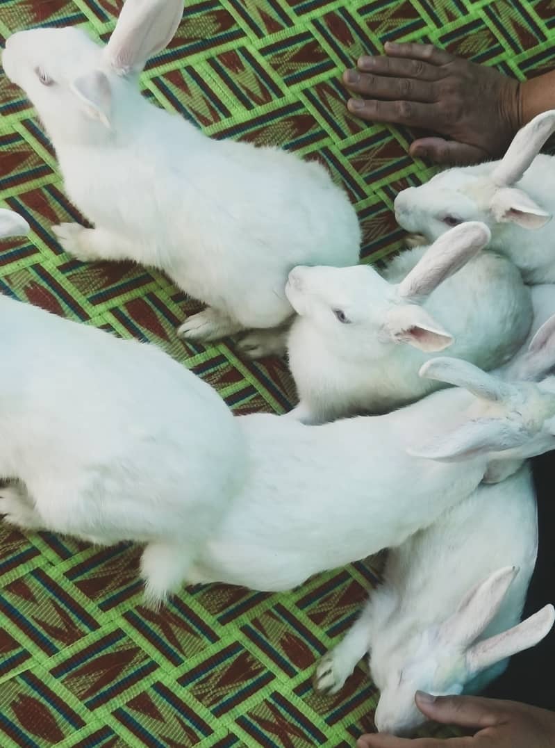 "سفید اور سرخ آنکھوں والے خوبصورت خرگوش برائے فروخت"  7