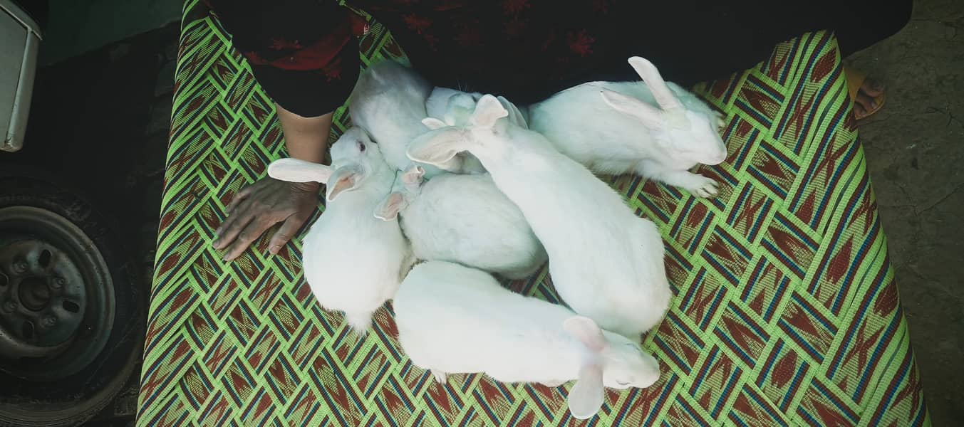 "سفید اور سرخ آنکھوں والے خوبصورت خرگوش برائے فروخت"  8