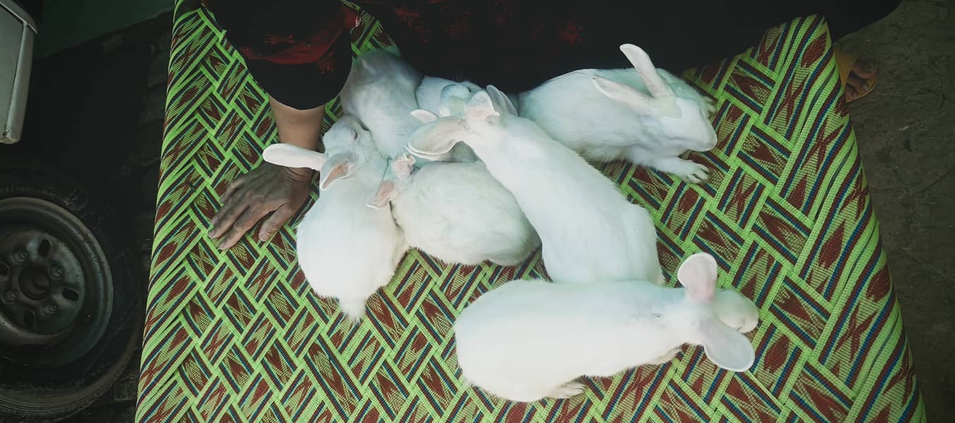 "سفید اور سرخ آنکھوں والے خوبصورت خرگوش برائے فروخت"  9