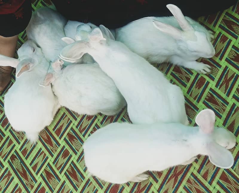 "سفید اور سرخ آنکھوں والے خوبصورت خرگوش برائے فروخت"  10