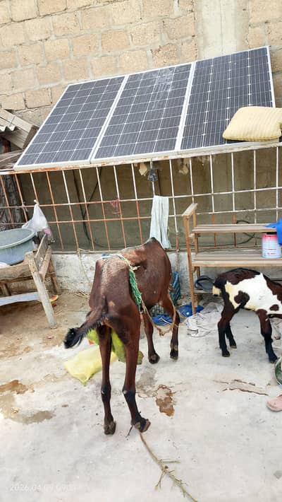 Pital bakri aur ek baccha