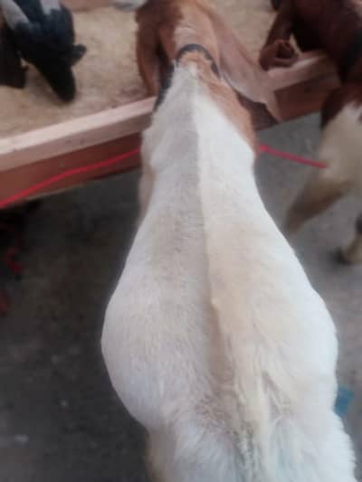 03291304037 is number per  rabta kara