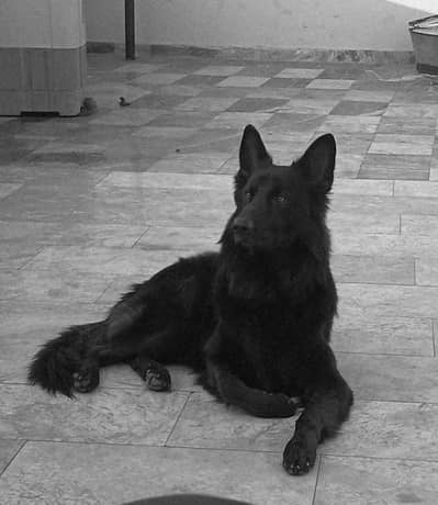 German shepherd long cort males for stud