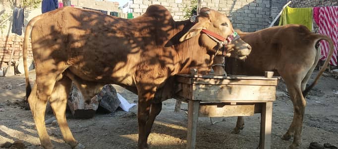 2 year young bull two teeth