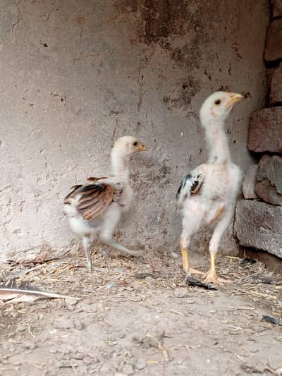 selling birds +hubby