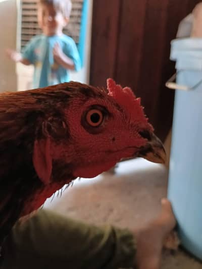 Mianwali aseel java. . Thai vet patha for sale. 03264626393