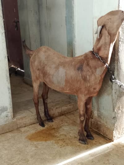 Goat for sale