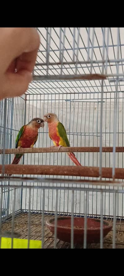 pineapple x yellow sided pair