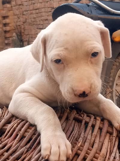 bully female puppy top blood line . 03493021486