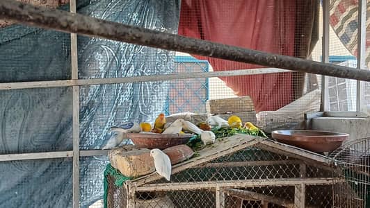 Lovebirds different mutations for sale