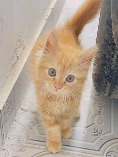 Persian Kitten available for sale