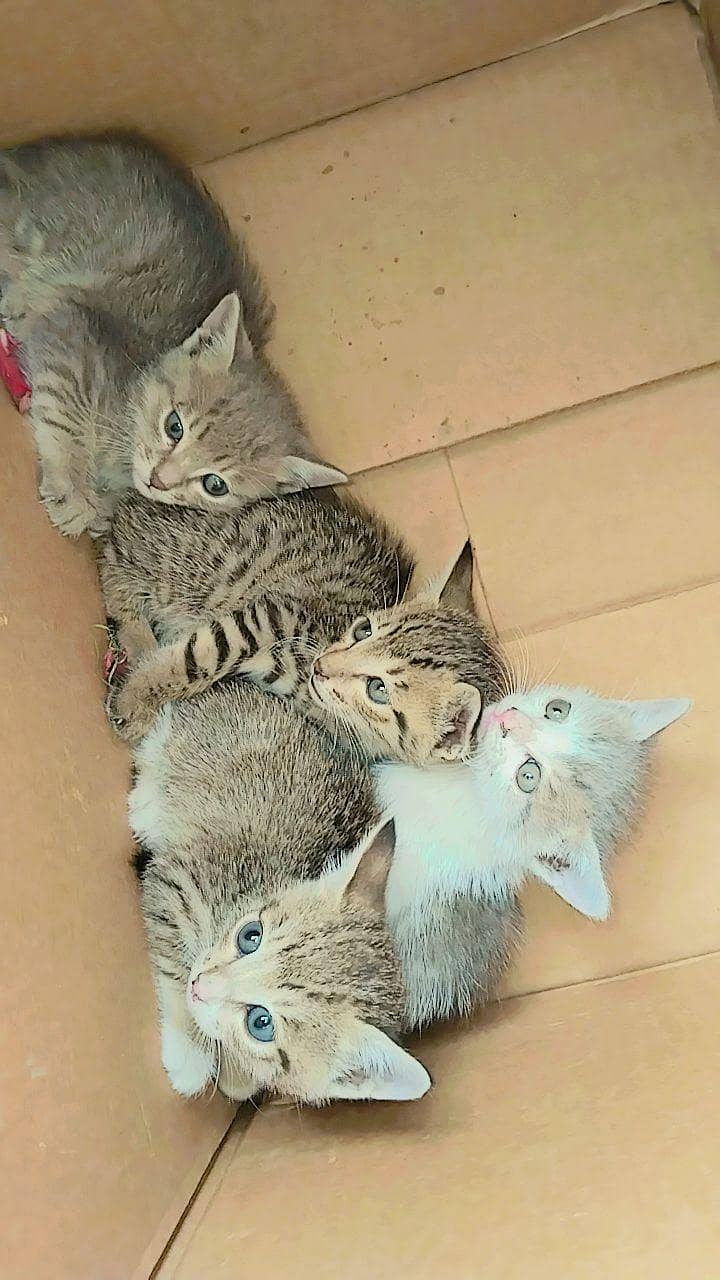 kittens 0