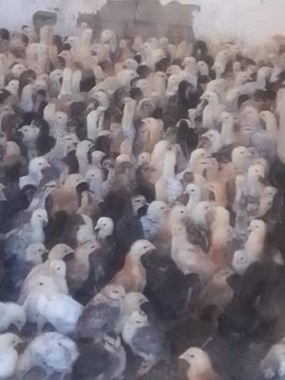 Golden misri chozy ready for sale