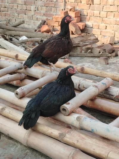 aseel pair for sell hy