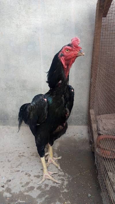 Japanese Shamo Aseel Pure Breed Available