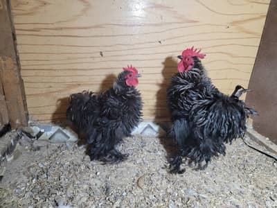 frizzle bentum ready to bread pair Golden buff brahma red milli jap