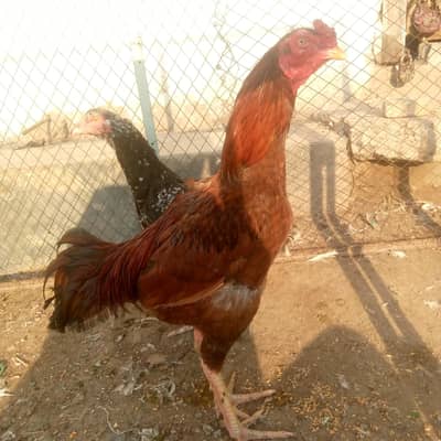 jumbo size aseel for sale