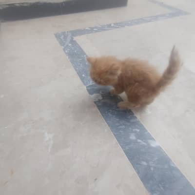 persian kitten 3 coats