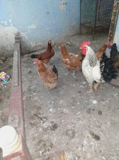 3 hen egg laying and rooster