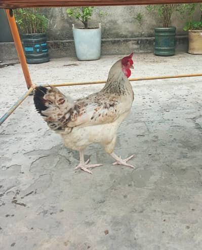 Golden Misri | Egg laying| Hens