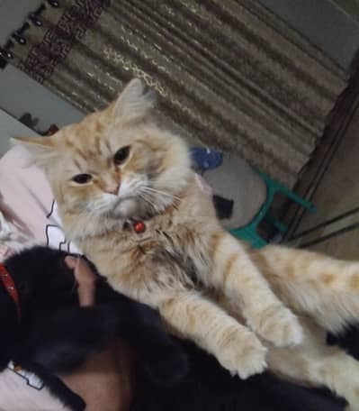 cat lost in sohan islamabad