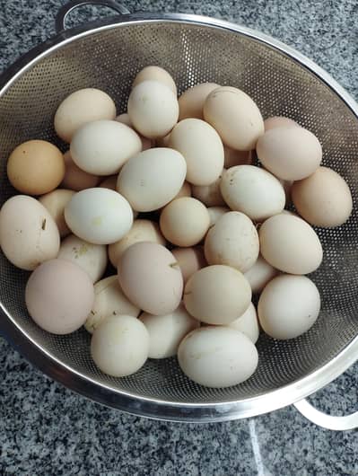 Desi Mesrii Hen Eggs