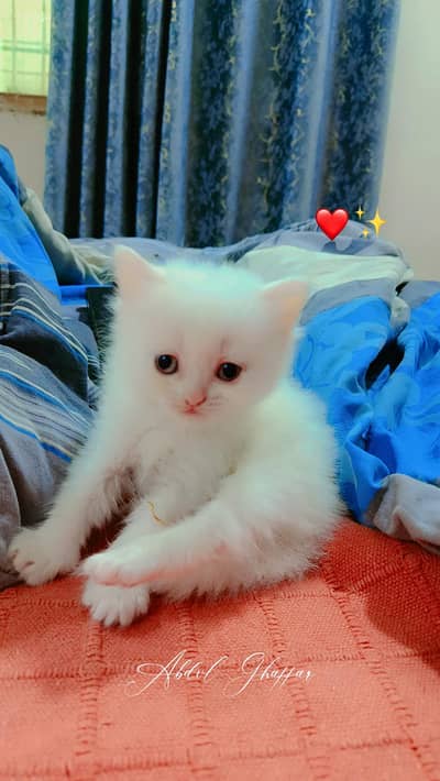 Premium White Kitten for Sale - Rare Smoke Gray Eyes