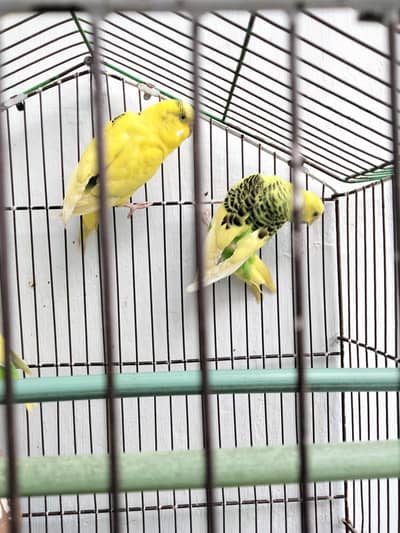 Breeding Budgies For Sale
